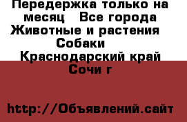 Передержка только на месяц - Все города Животные и растения » Собаки   . Краснодарский край,Сочи г.